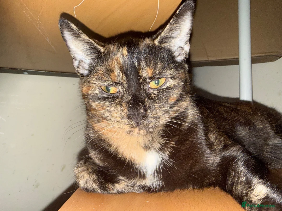 Mixed Breed cats for sale: Sweet Tortoiseshell Cat Seeking Forever Home - Advert 1