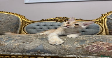 Maine Coon cats - Advert 14