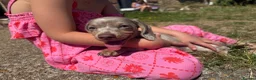Miniature Dachshund dogs for sale: Miniature dachshund puppy  - Advert 2