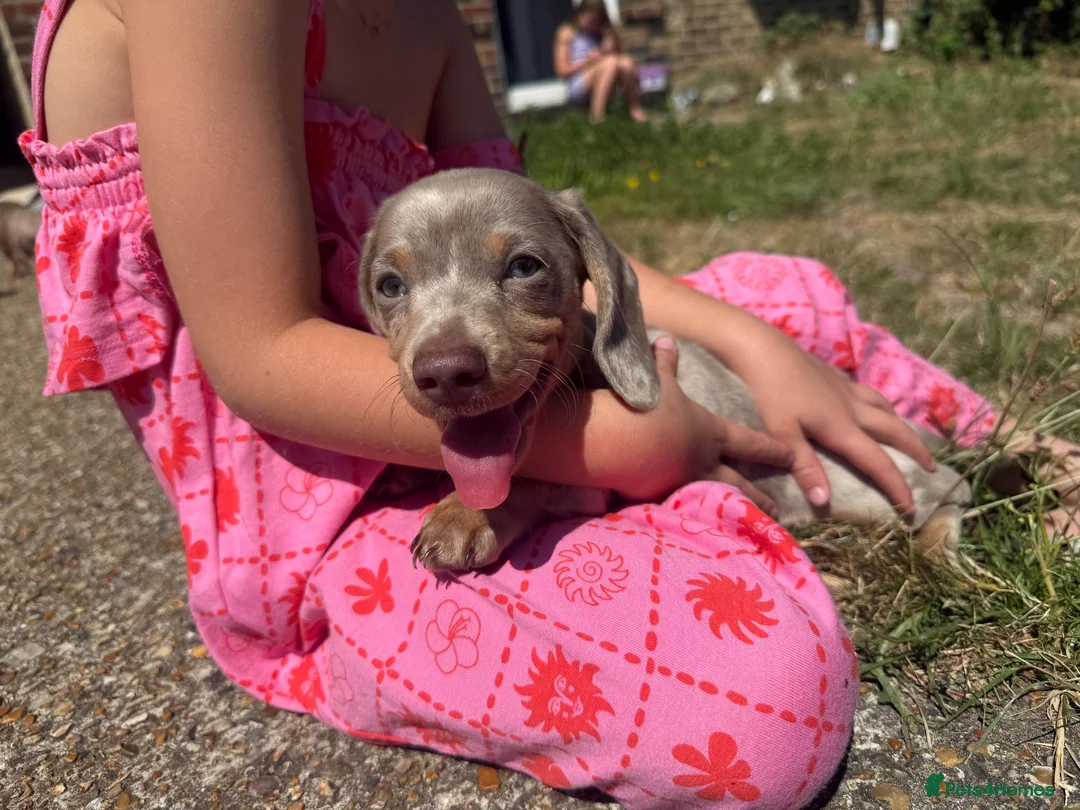 Miniature Dachshund dogs for sale: Miniature dachshund puppy  - Advert 2