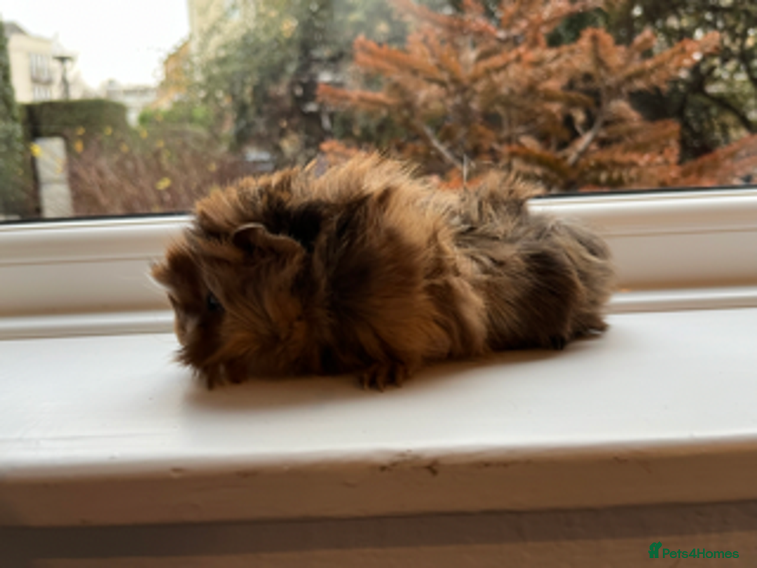 Guinea Pig rodents for sale: Long Haired Peruvian Guinea Pigs! - Advert 8
