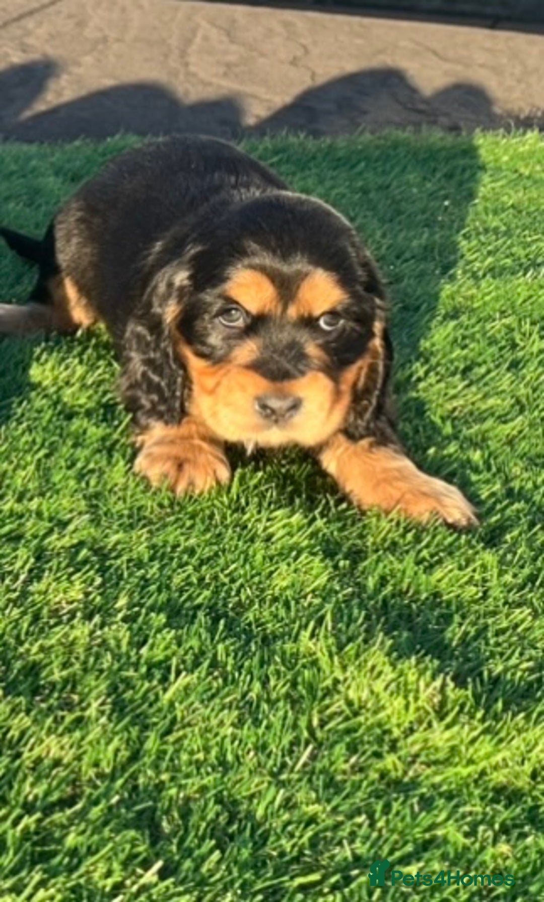 Cocker Spaniel dogs for sale: KC Registered Show Type Cocker Spaniels - Advert 21