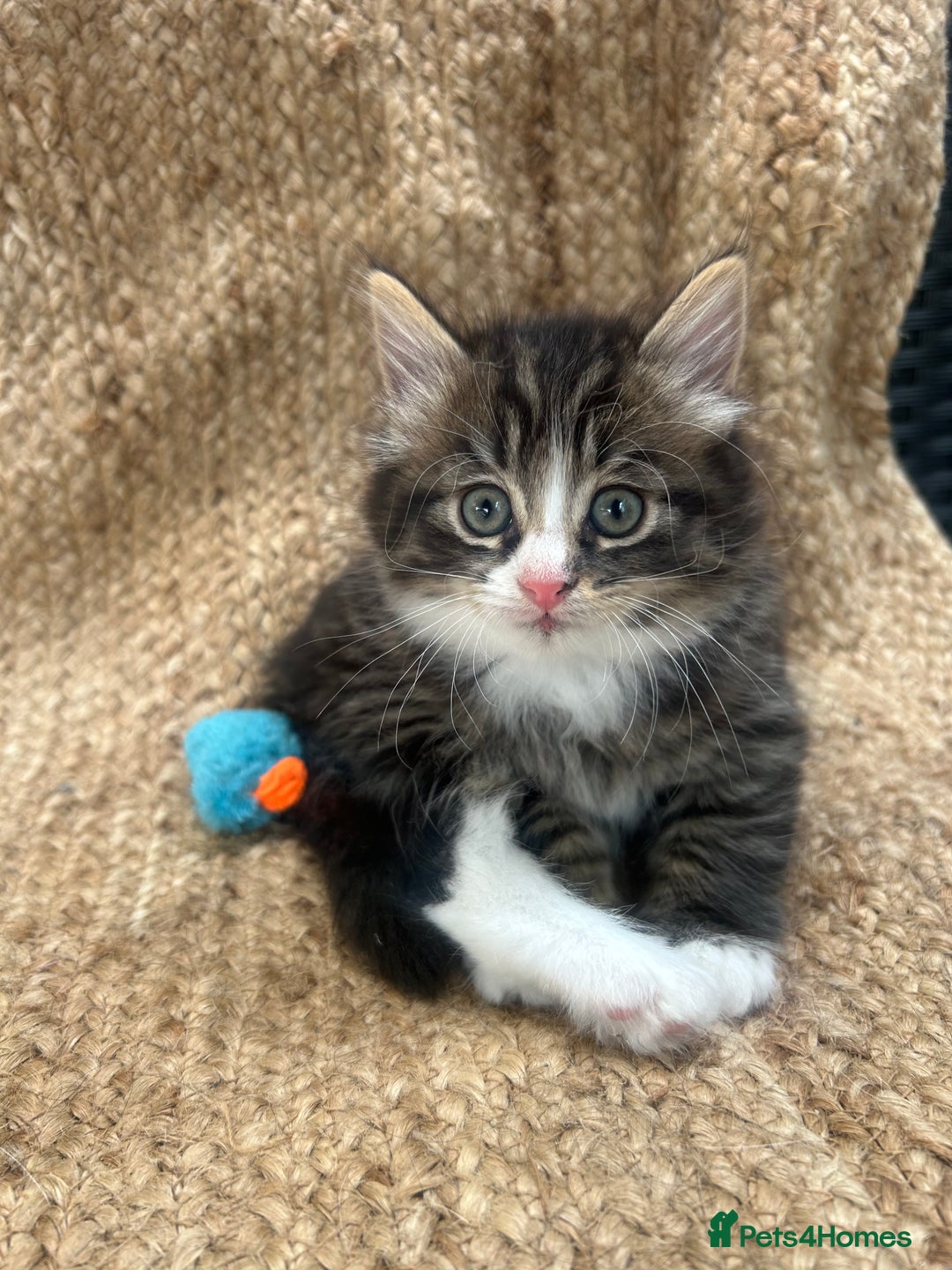 British Longhair cats for sale: Stunning friendly kittens - Image 37