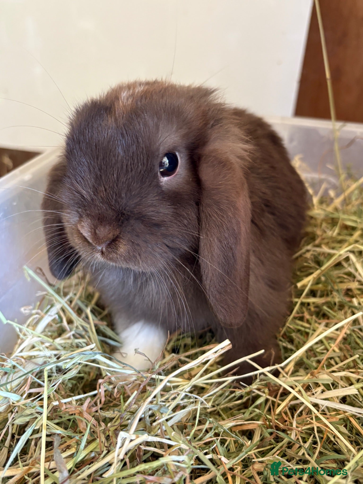 Mini Lop rabbits Mini lops-raised indoors-vaccinated  - Advert 1