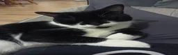 British Shorthair cats for sale: 7 year old male tuxedo cat - Advert 4