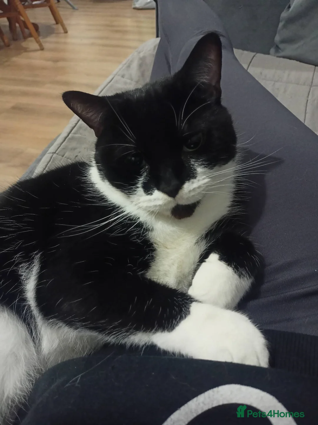 British Shorthair cats for sale: 7 year old male tuxedo cat - Advert 4