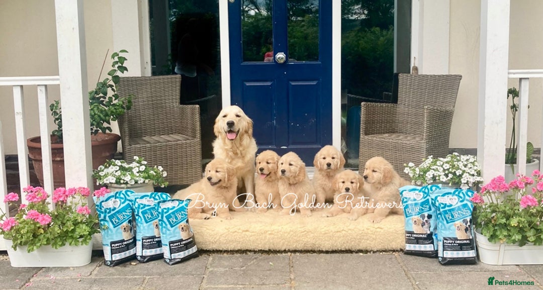 Golden Retriever dogs for sale: Fully health tested parents - Image 9