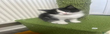 Mixed Breed 1
