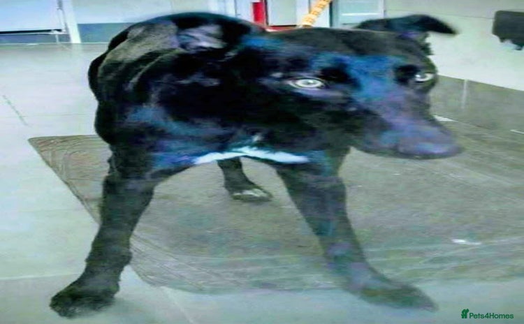 Lurcher dogs - Advert 13
