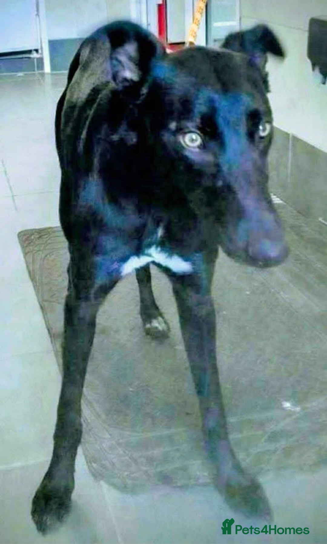 Lurcher dogs for adoption: Friendly boy Barry wants a loving forever home - Image 1