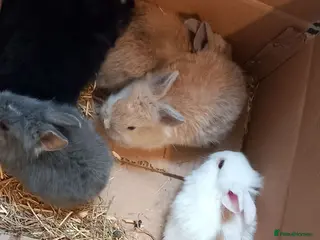 Lionhead rabbits Lionhead mini lop - Advert 1