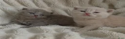 British Shorthair cats for sale: Outstanding GCCF British Shorthair Kittens  - Advert 8