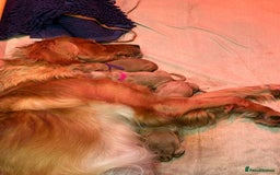 Golden Retriever dogs for sale: Working Golden Retriever pups - 1 BITCH REMAINING - Image 7