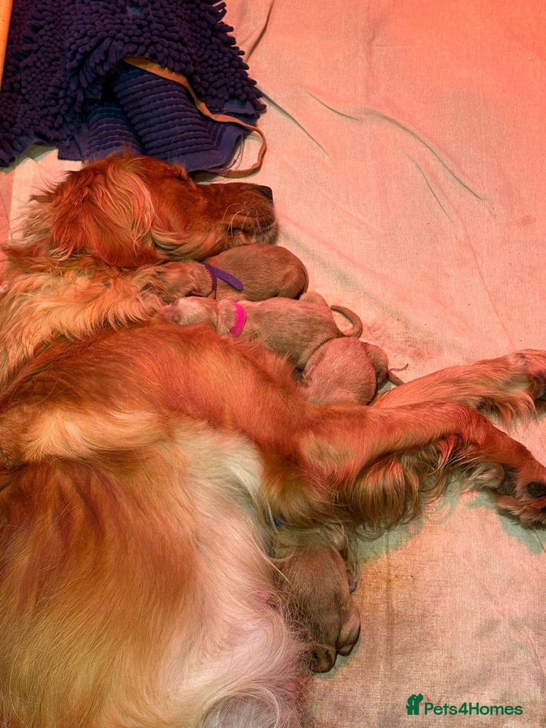 Golden Retriever dogs for sale: Working Golden Retriever pups - 1 BITCH REMAINING - Image 7