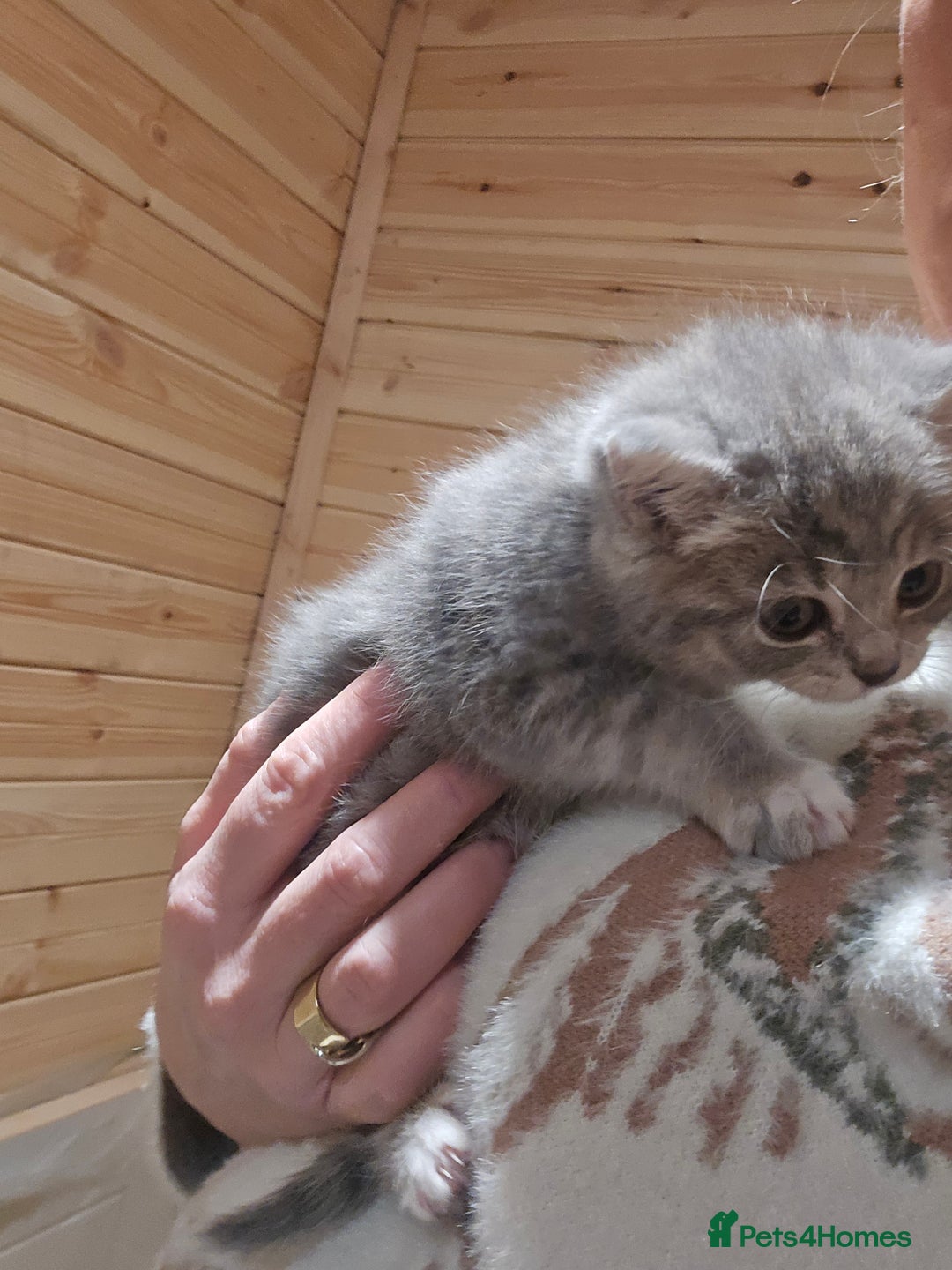 British Shorthair cats for sale: British short hair x ragdoll x - Advert 4