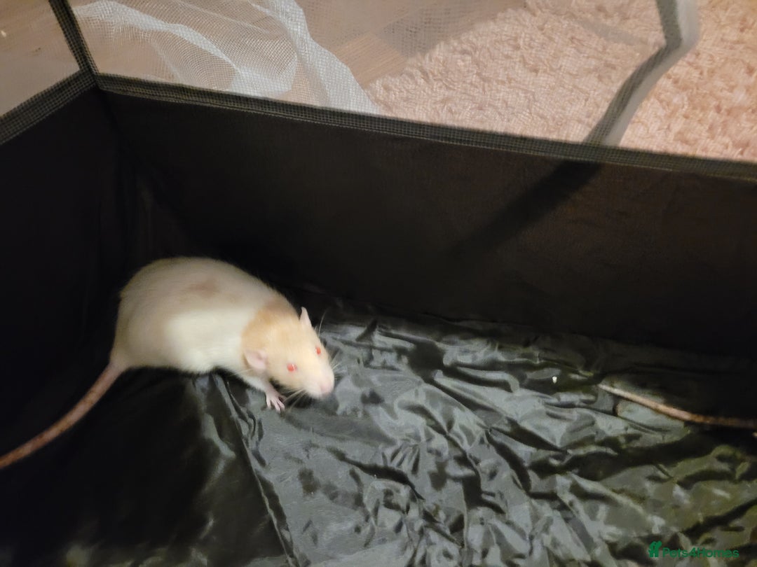 Rat rodents for sale: Female rats - Advert 2