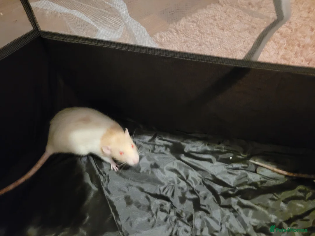 Rat rodents for sale: Female rats - Advert 2