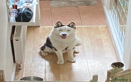 Siberian Husky dogs for stud: Stunning Blue eye Sibrian Husky for Stud in Liverpool - Image 13