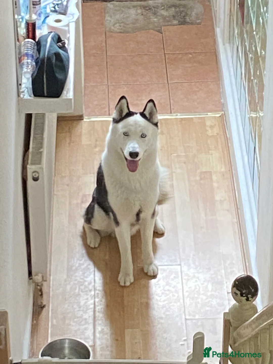 Siberian Husky dogs for stud: Stunning Blue eye Sibrian Husky for Stud(proven) in Liverpool - Advert 13