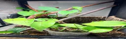 Gecko reptiles for sale: Mourning Gecko Colony + 3 tanks approx 20 geckos - Advert 4
