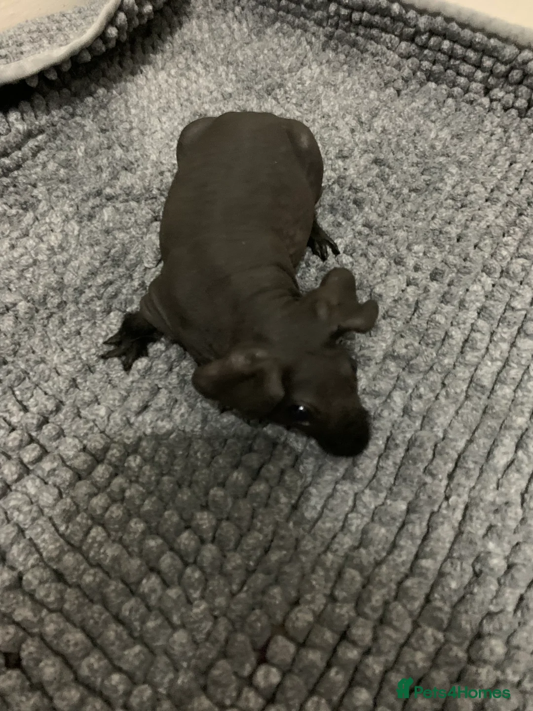 Guinea Pig rodents for sale: Skinny Pigs and Skinny Carriers - Advert 13