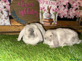Mini Lop rabbits Pedigree Mini Lops - Advert 18