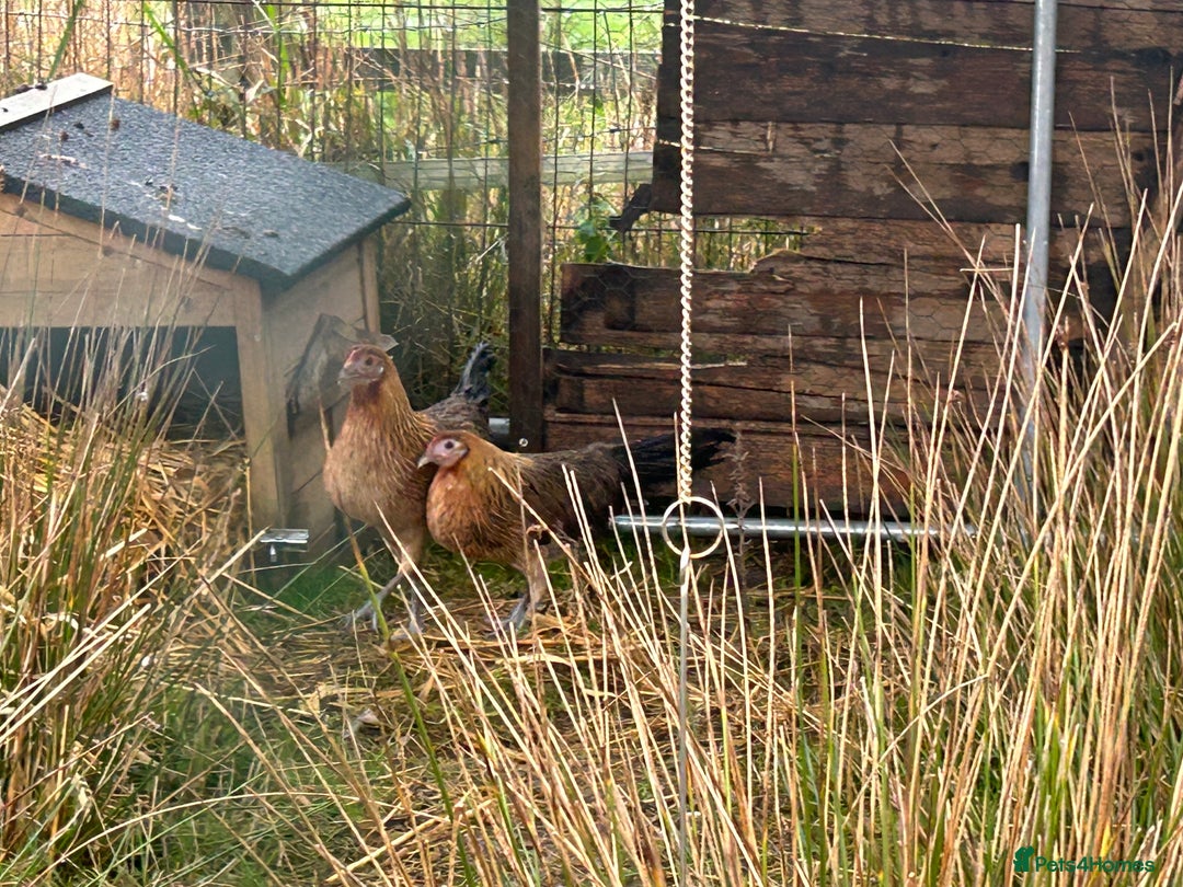 Mixed Breed poultry for sale: Mixed Poultry for Sale (See Description) - Advert 9