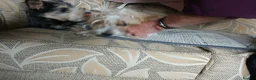 Yorkiepoo dogs for sale: Yorkie jack - Advert 3