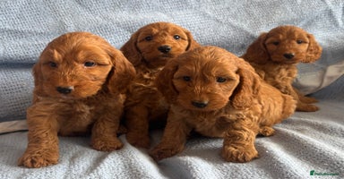 Cockapoo dogs - Advert 4