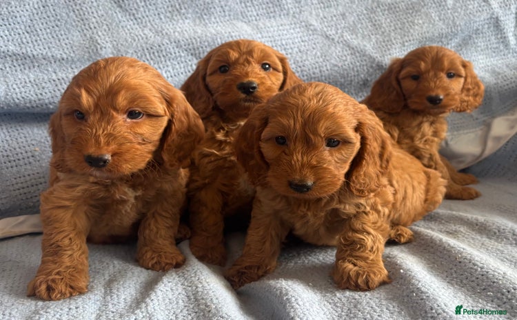 Cockapoo dogs - Advert 13