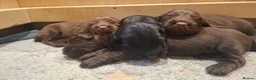 Cocker Spaniel dogs for sale: Working Cocker Spaniel Puppies - Advert 10