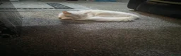 Turkish Angora cats for sale: Beautiful male for sale - Advert 6