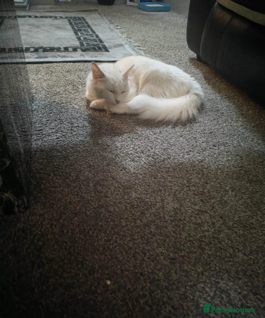 Turkish Angora cats for sale: Beautiful male for sale - Advert 6