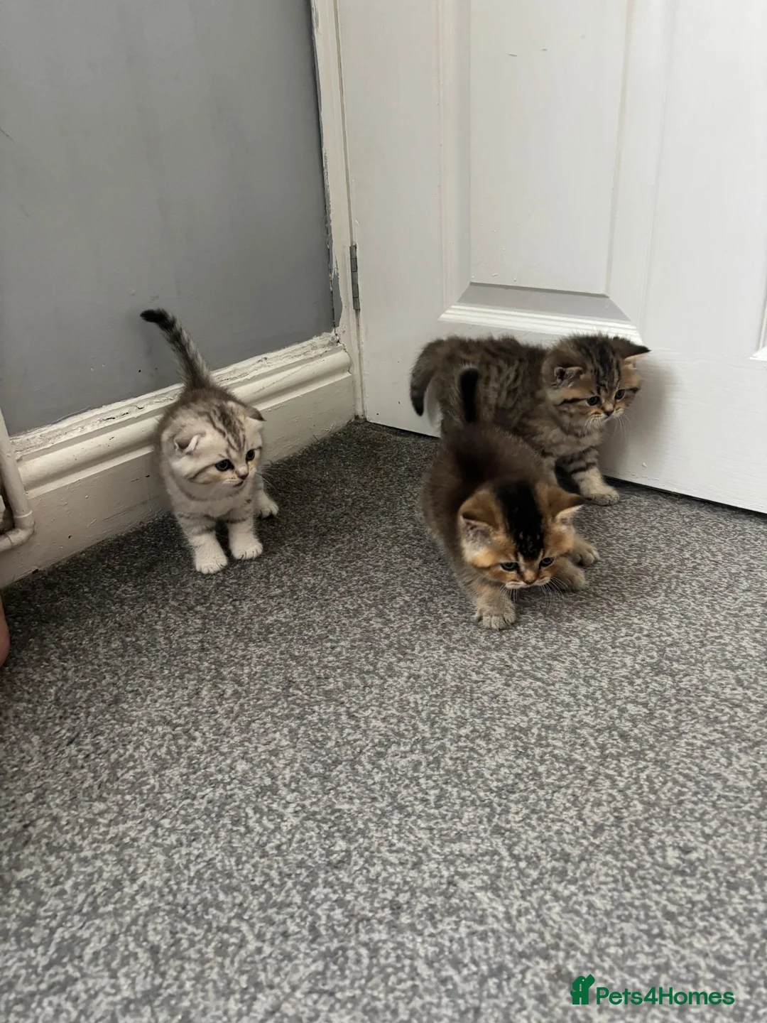 Scottish Fold cats for sale: Scottish Fold kittens - Advert 8