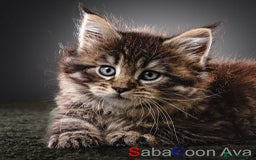 Maine Coon cats for sale: Purebred Maine Coon Kittens - Image 10