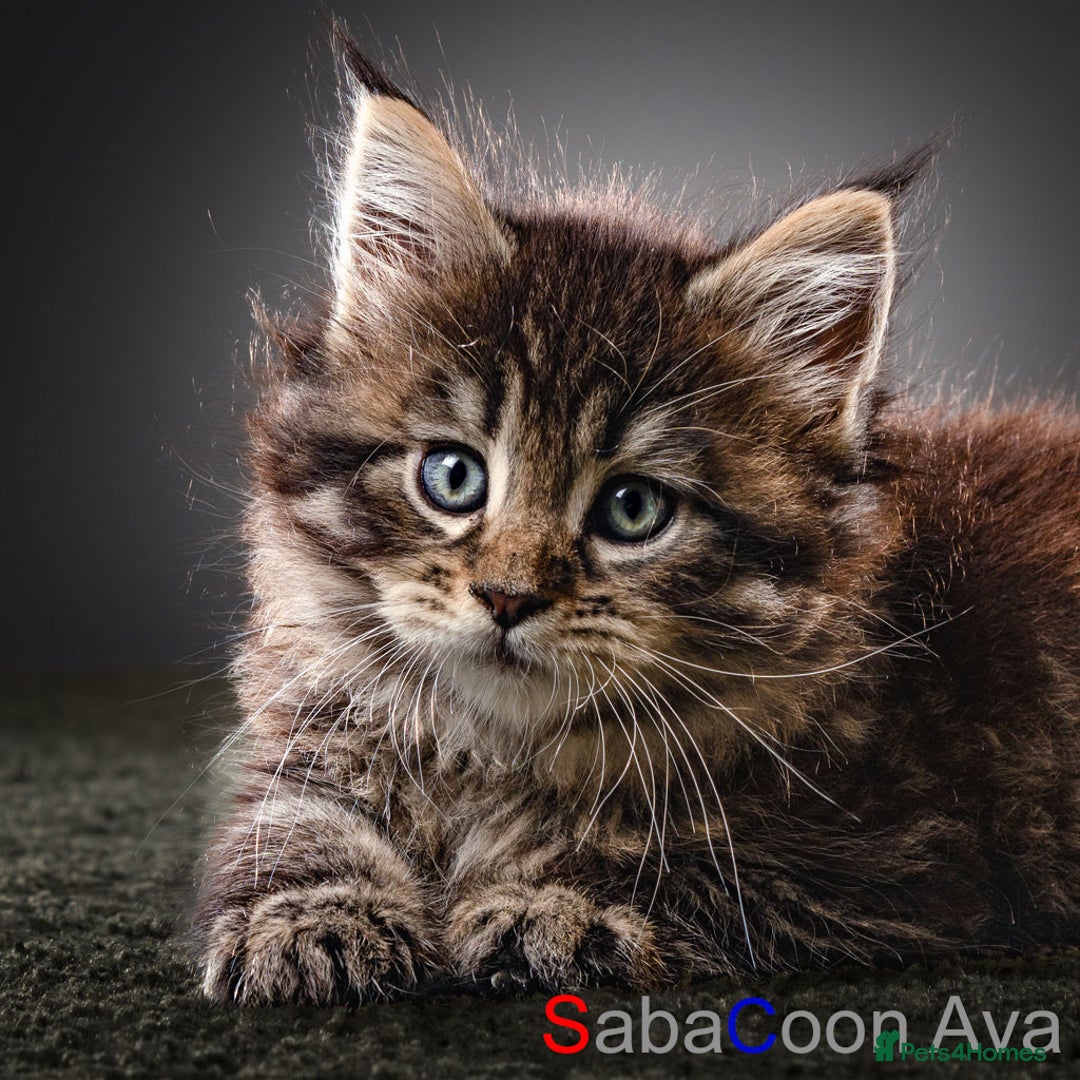 Maine Coon cats for sale: Purebred Maine Coon Kittens - Image 10