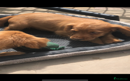 Cocker Spaniel dogs for sale: Cocker spaniel  - Image 6