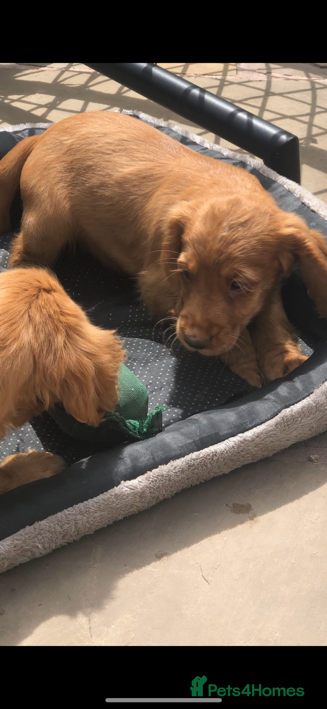 Cocker Spaniel dogs for sale: Cocker spaniel  - Image 6