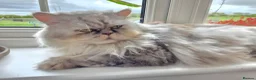 Persian cats for sale: Beautiful Persian Kittens – 2 Girls & 1 Boy - Advert 22