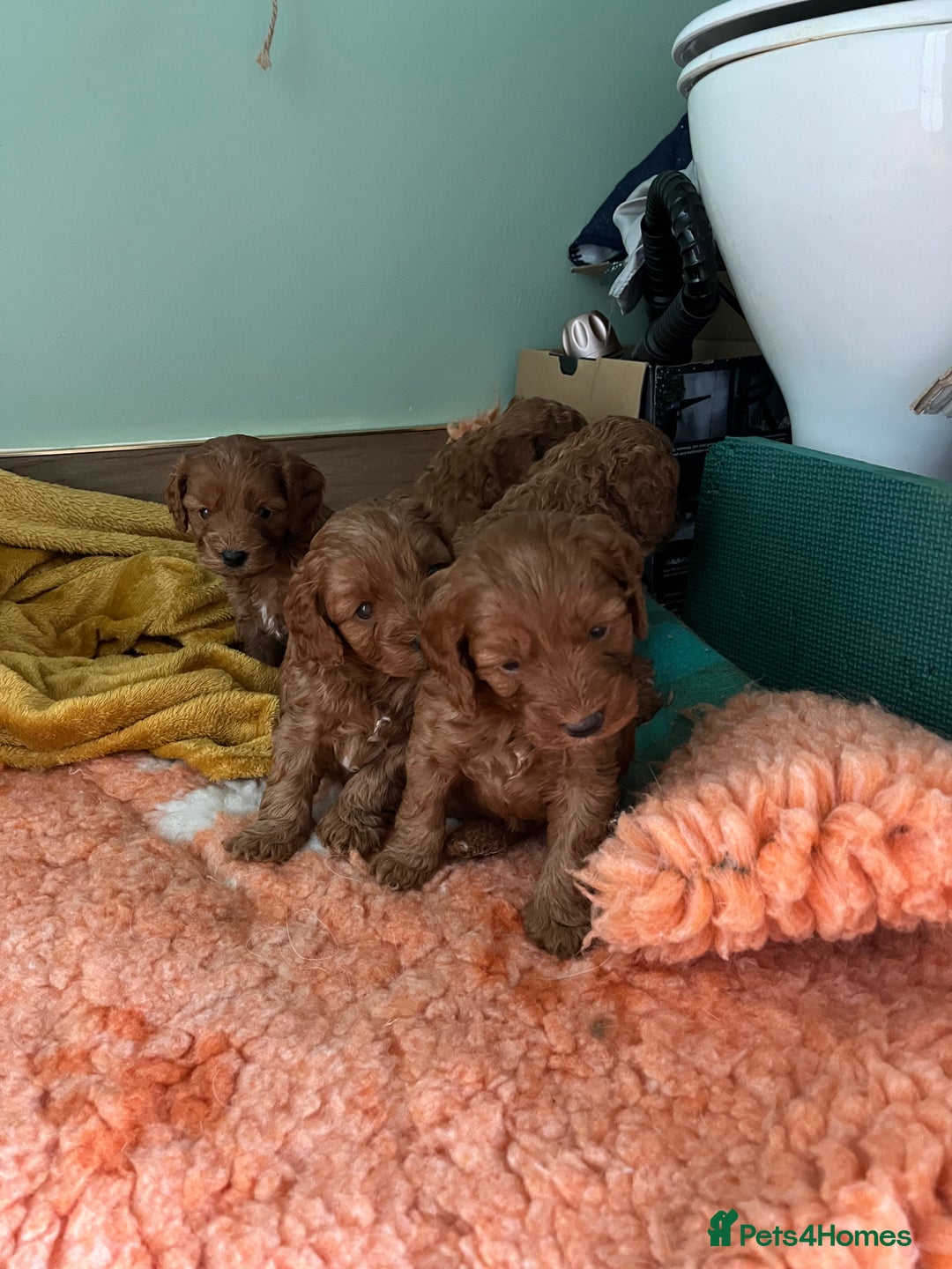 Cavapoo dogs for sale: Beautiful cavapoos - Advert 7