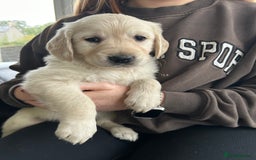 Golden Retriever dogs for sale: Beautiful Golden Retriever Puppies  - Image 10