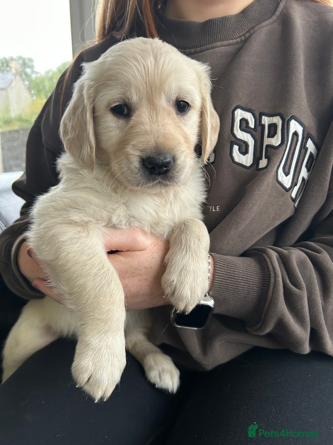 Golden Retriever dogs for sale: Beautiful Golden Retriever Puppies  - Image 10