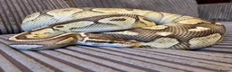 Python Snake reptiles for sale: Royal Python Collection Designer Morphs Females - Advert 13