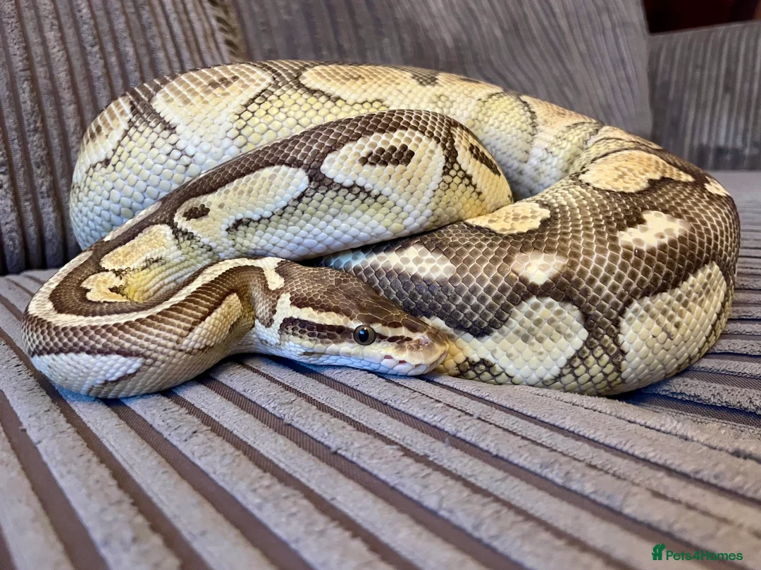 Python Snake reptiles for sale: Royal Python Collection Designer Morphs Females - Advert 13