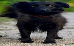 Schipperke dogs for adoption: Tina’s Story: From Despair to Hope - Image 3