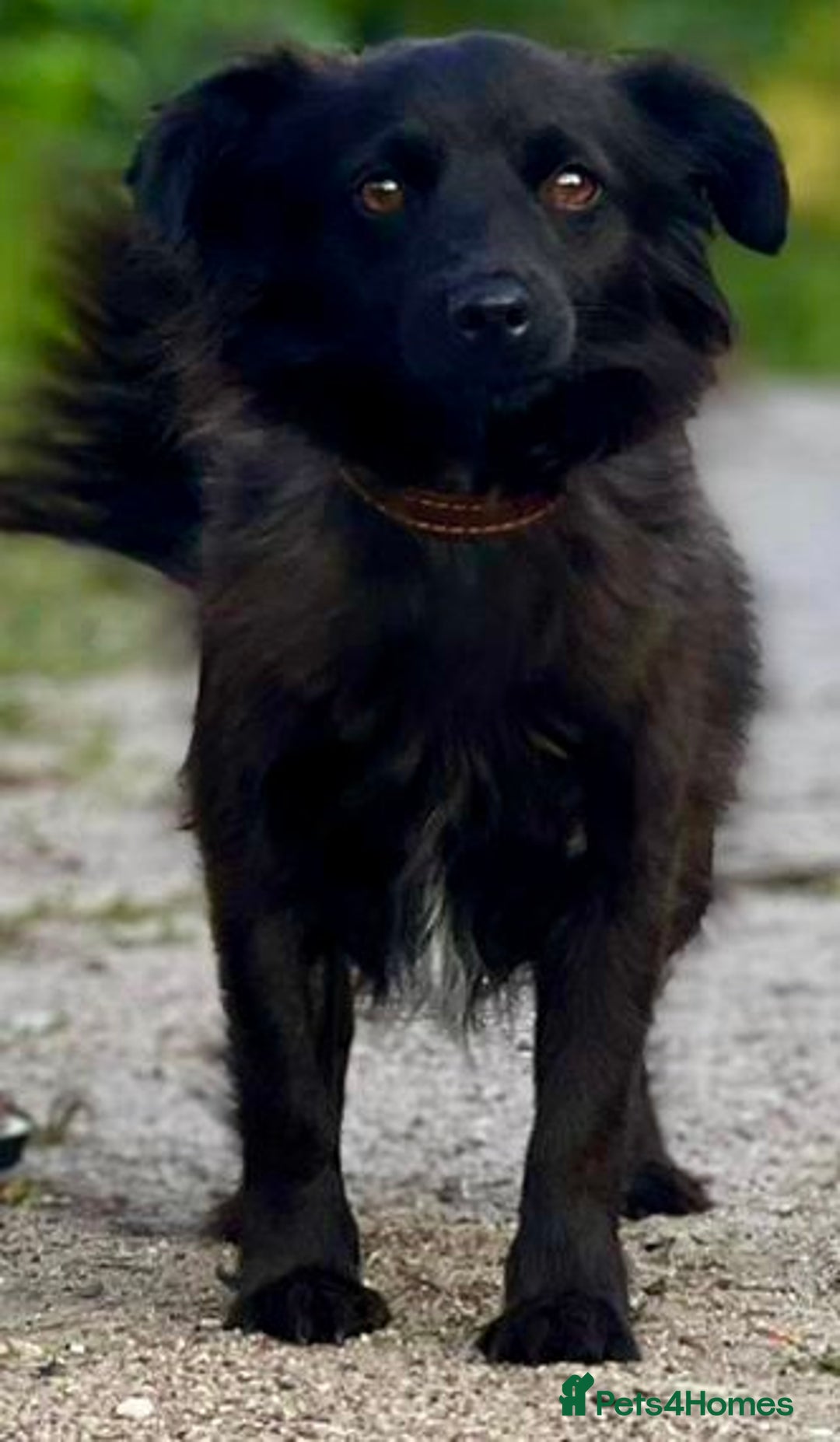 Schipperke dogs for adoption: Tina’s Story: From Despair to Hope - Image 3