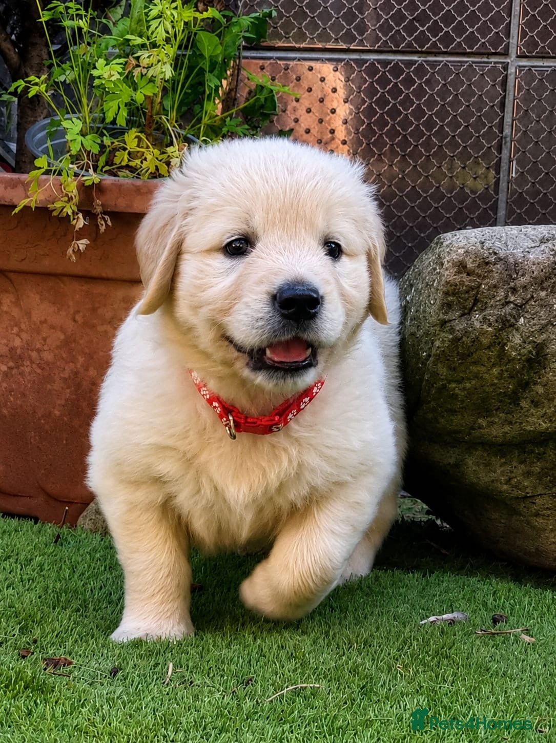 Golden Retriever dogs Beautiful KC Golden Retriever Puppies  - Advert 8
