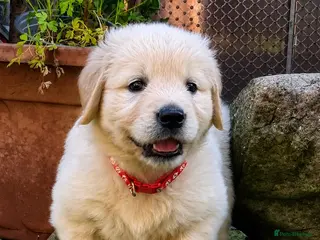 Golden Retriever dogs 5 Left- Champion Line KC Golden Retriever Puppies - Advert 3