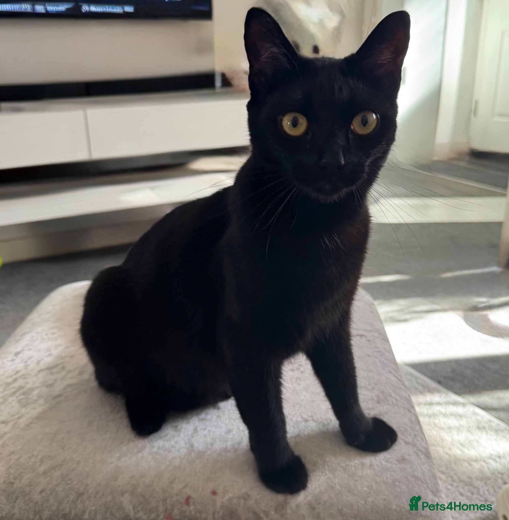 Mixed Breed cats Black cat  - Advert 14