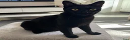Mixed Breed cats for sale: Black cat  - Advert 1